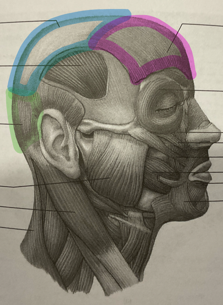 <p>What does the pink represent?</p>