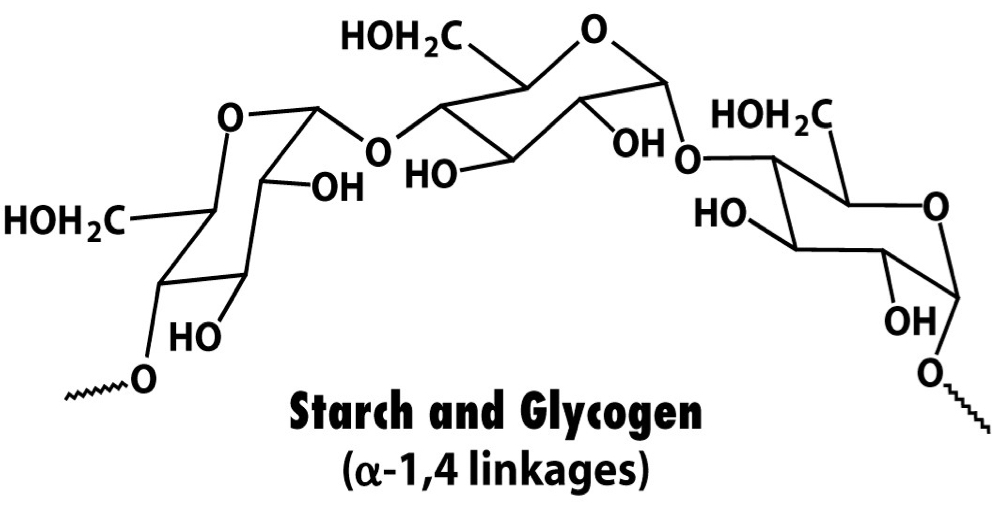 Polymer formed by polymerisation of α-D-glucose via 1-4 glycosidic bonds, has far less branching points (either none or one every 30 monomers. Responsible for energy storage in plants. 
