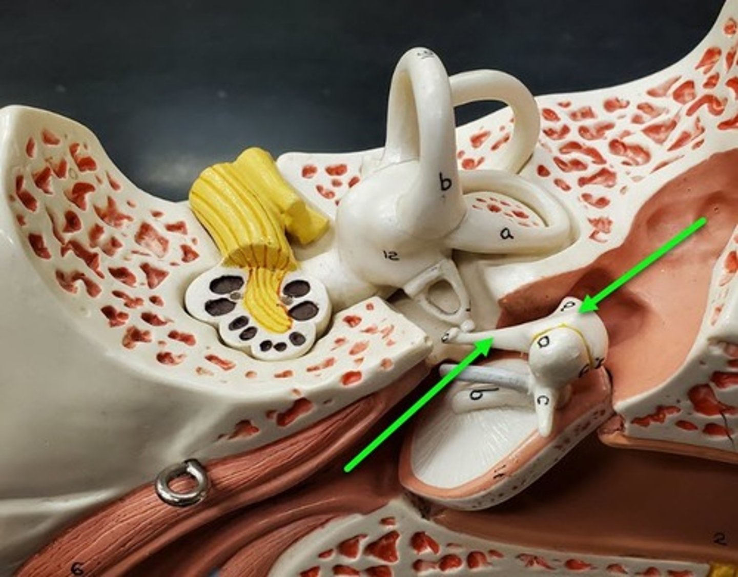 <p>specific bone</p>