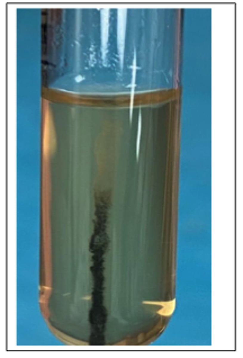<p>This organism was isolated from joint aspirates of several feeder pigs that developed swelling and lameness. There is a recent history of "diamond-shaped skin lesions" in</p><p>this herd. A 48-72 hr blood agar plate, Gram stain and SIM tube results are provided. There was</p><p>no growth on MacConkey agar.</p><p>This organism is catalase negative. It is gram-positive, but can display a "gram-variable" stain</p><p>reaction. The organism can appear as rod-shaped and/or non-branching, short filaments when</p><p>viewed microscopically.</p><p>Interpret the Sulphide Rxn and presumptive diagnosis</p>