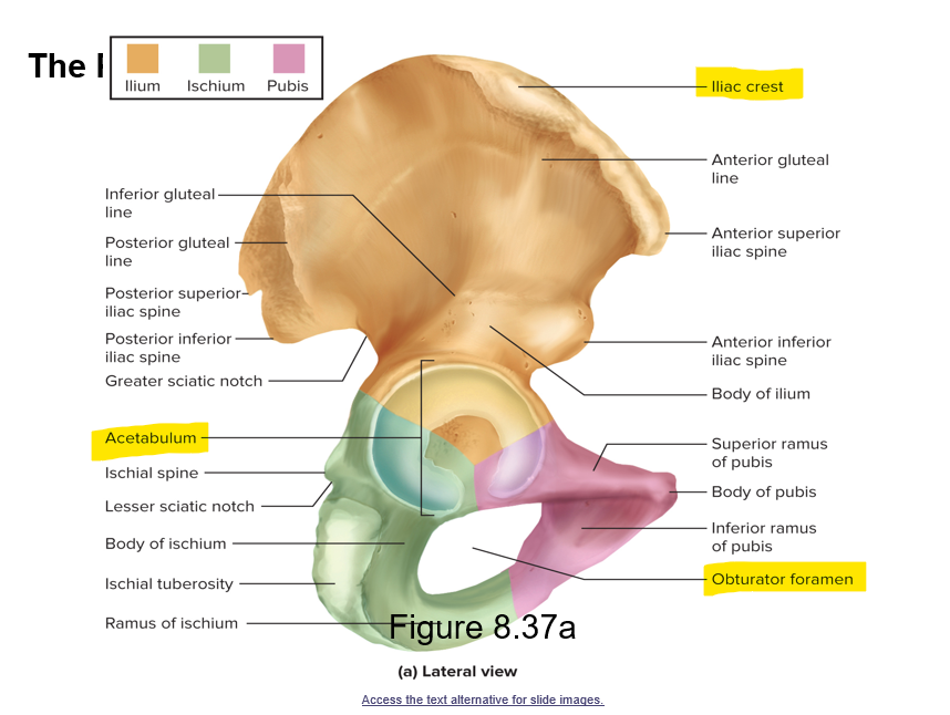 <p>Iliac crest - superior crest of hip</p><p>Acetabulum - hip socket (articulates with the femur)</p><p>Obturator foramen - large hole below the acetabulum </p>