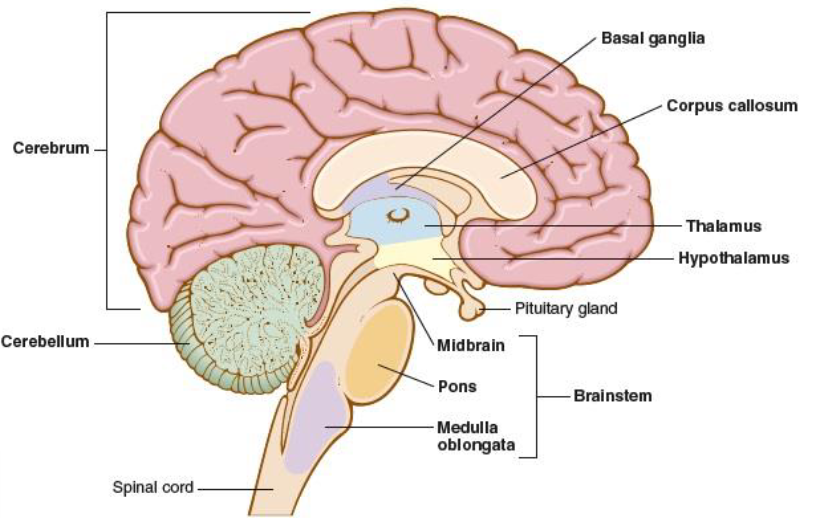 <p>hypophysis, responsible for directing sensory information to the cortex, area deep within the brain that contains the thalamus, hypothalamus, and pituitary gland </p>