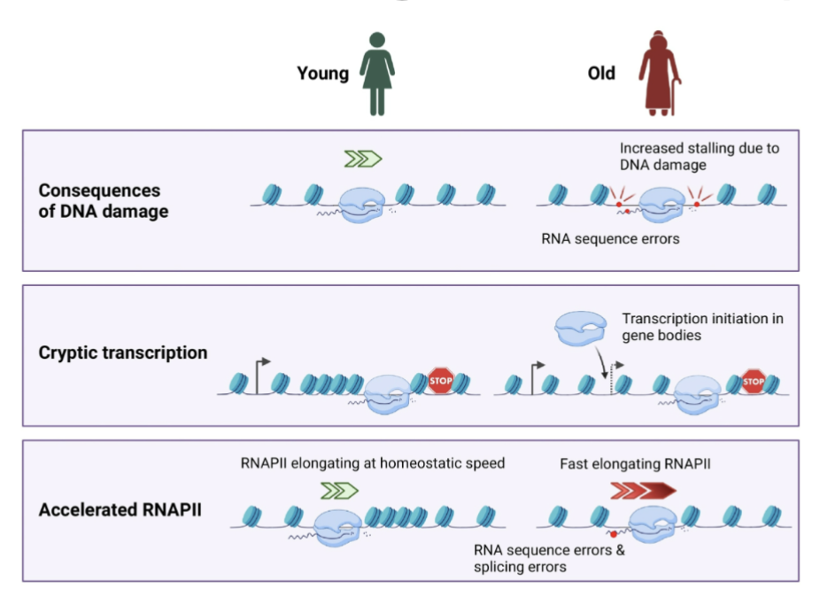 <ol><li><p><span style="background-color: inherit; line-height: 19.55px; color: windowtext;"><span>Stalling RNA polymerase as result of increased DNA damage </span></span><span style="line-height: 19.55px; color: windowtext;"><span> </span></span></p></li><li><p><span style="background-color: inherit; line-height: 19.55px; color: windowtext;"><span>truncated mRNA- When RNA polymerase binds in gene itself instead of promoter</span></span></p></li><li><p><span style="background-color: inherit; line-height: 19.55px; color: windowtext;"><span>accelerated RNAPII- RNA pol works faster- makes errors and mutations that affect quality of proteome downstream</span></span><span style="line-height: 19.55px; color: windowtext;"><span> </span></span></p></li></ol><p></p>