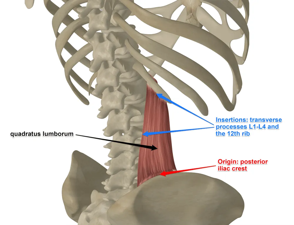 <p>quadratus lumborum (QL): insertion</p>