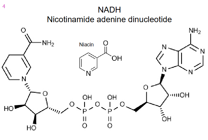 <p>- Nicotinamide adenine dinucleotide</p><p></p><p>- niacin B3 is the precusror to make NADH by adding NH3</p><p>- source of Niacin B3 is various foods in diet</p>