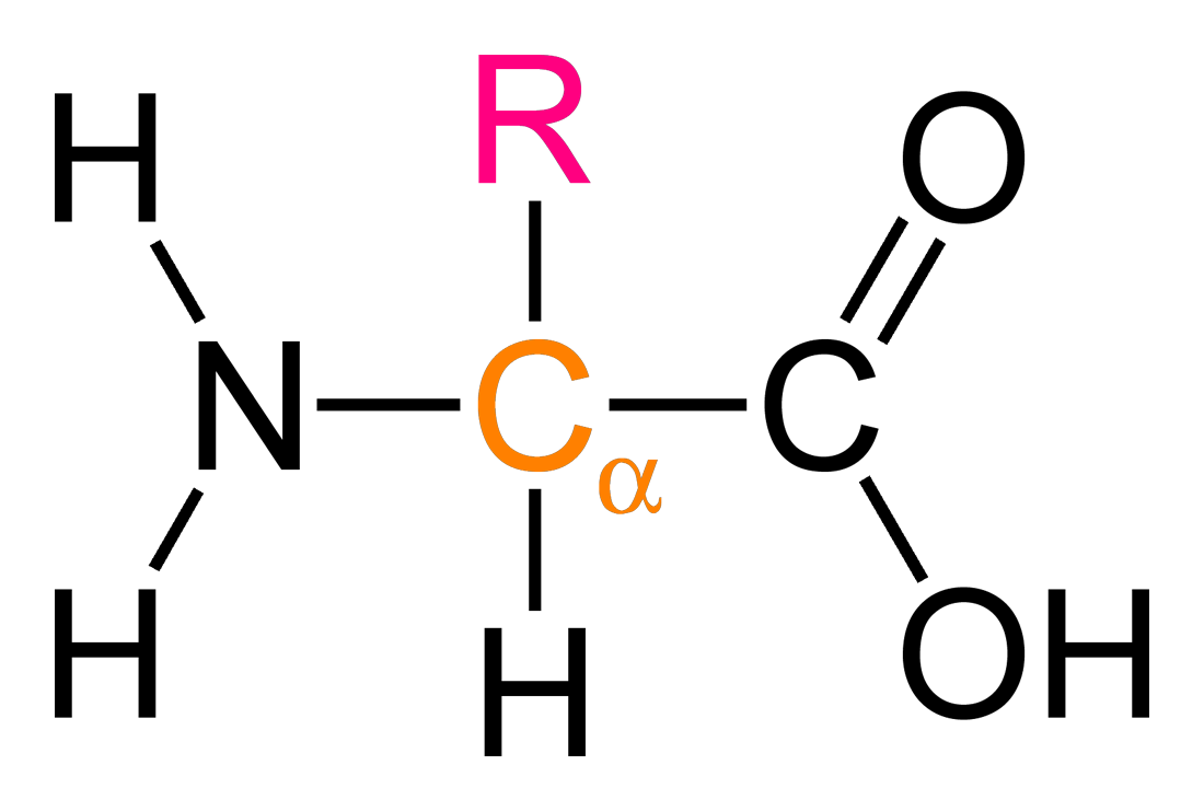 <p>NH2 group next to COOH</p>