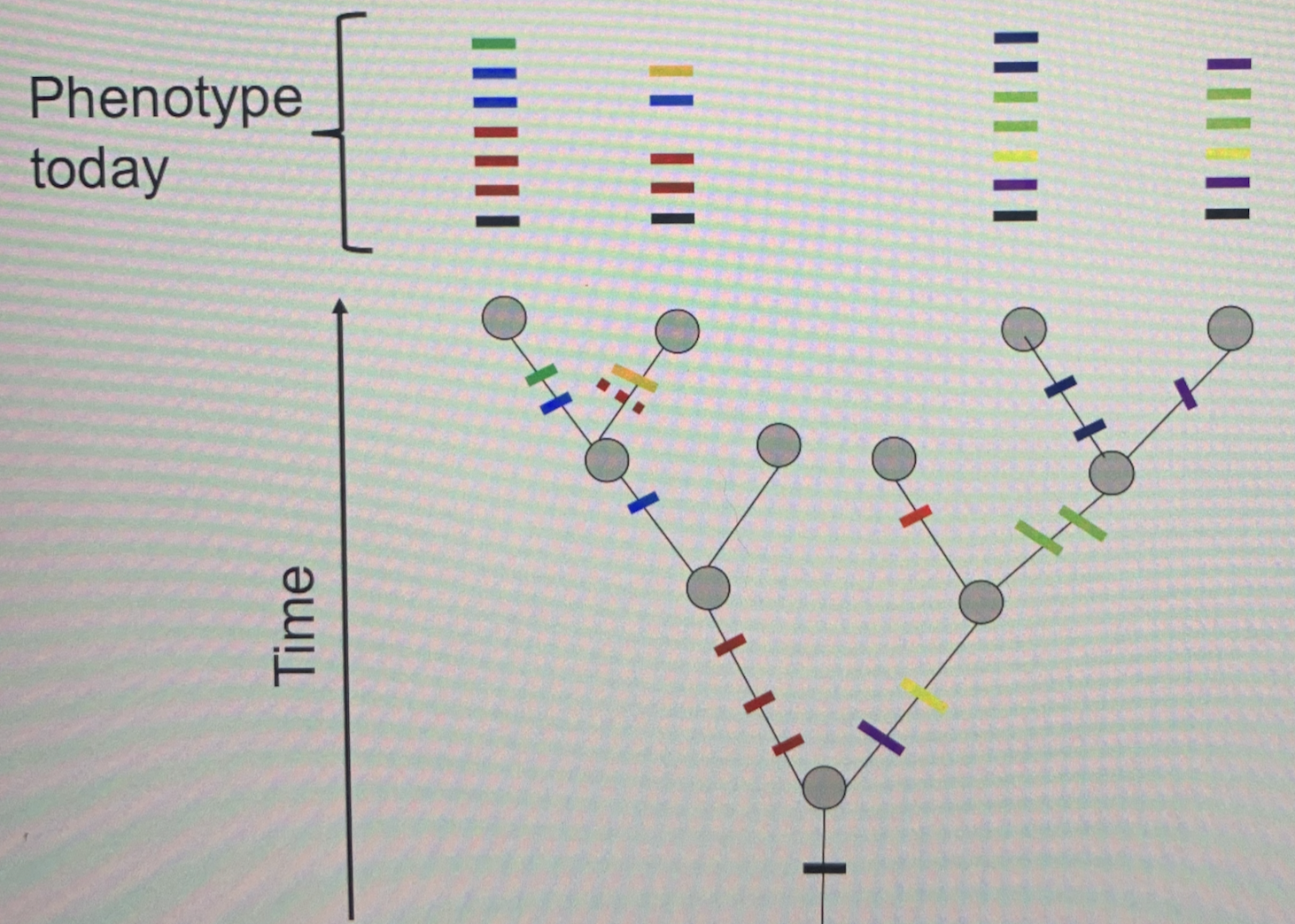 What does this image represent? What does genetic distinctions do?