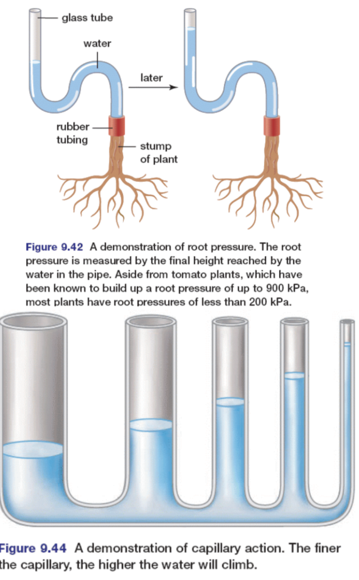 <p>Xylem transports water and dissolved minerals</p><ol><li><p>Root Presuure</p></li></ol><ul><li><p>Roots can build up pressure that forces water upward.</p></li></ul><ol start="2"><li><p>Capillary Action</p></li></ol><ul><li><p>water is attracted to the insides of xylem cell walls (long tubular structures)</p></li><li><p>Water will cling to the tube and "climb" upwards a little due to adhesion.</p></li></ul><ol start="3"><li><p>Transpiration-Tension Theory (Cohesion-Tension)</p></li></ol><ul><li><p>water molecules in the xylem are pulled up.</p></li><li><p>Molecules of water in the xylem tubes are attracted to one another by hydrogen bonds. This is called <strong>cohesion</strong>.</p></li></ul>