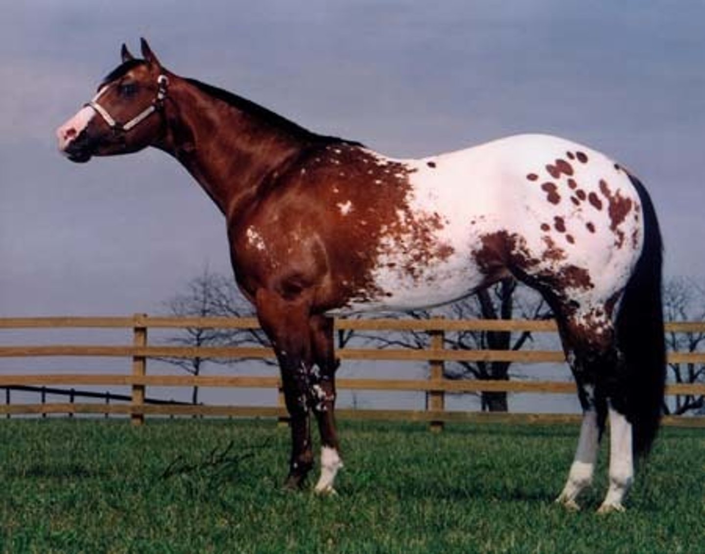 <p>- Not a real color, but a color pattern</p><p>- Variable pattern often consisting of white over the loin and hips with dark spots.</p><p>- Note that this is also a breed registry name, eluding to the color requirement of the breed</p>