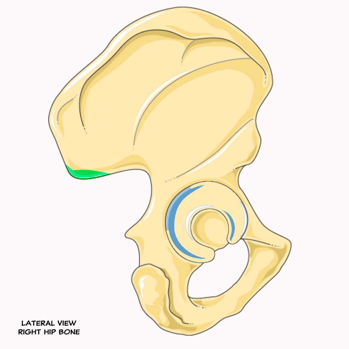 <p>Name the highlighted feature of the pelvis</p>