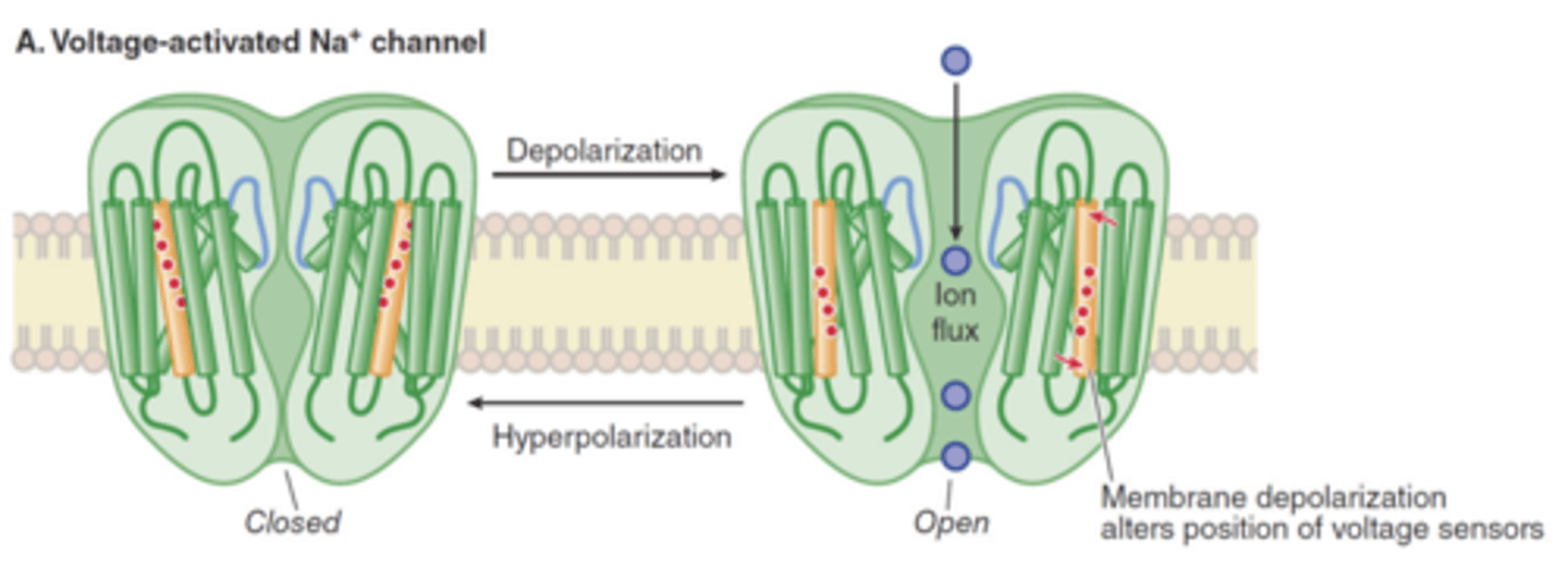 <p>conformational change of the gate of the conducting pathway (controls the flow of ions through channel)</p>