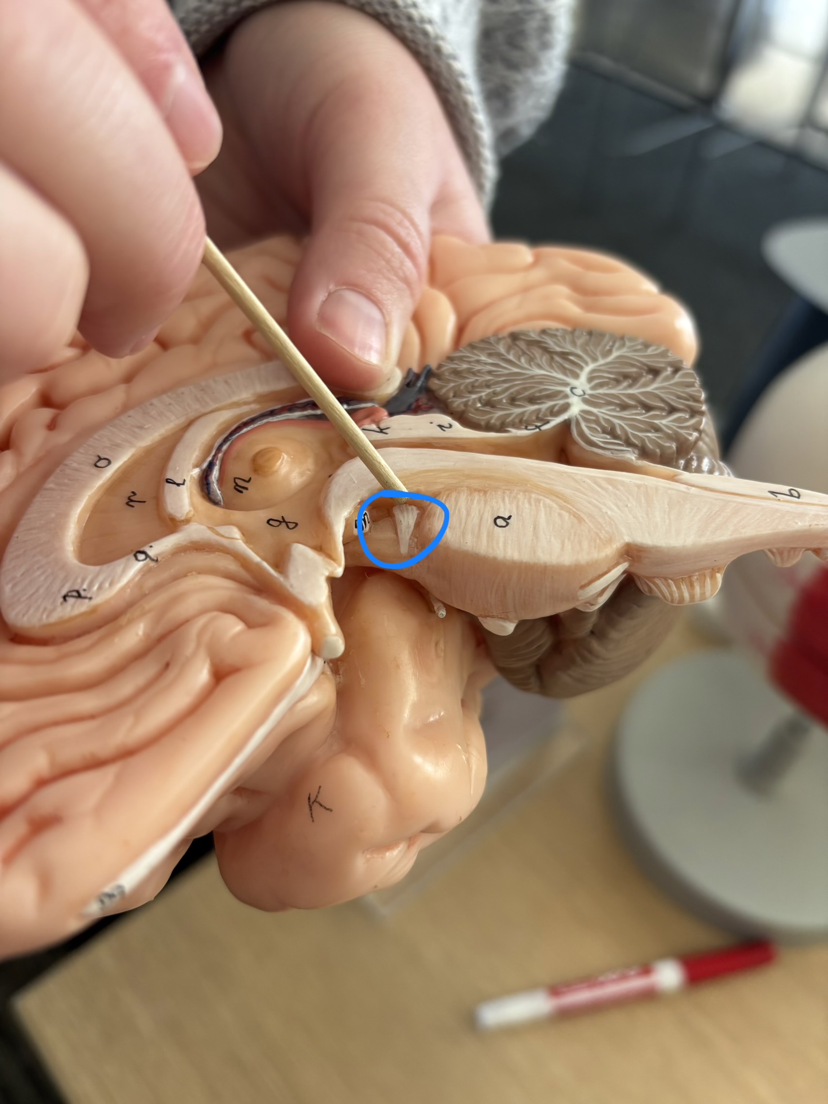 <p>What structure is this?</p>