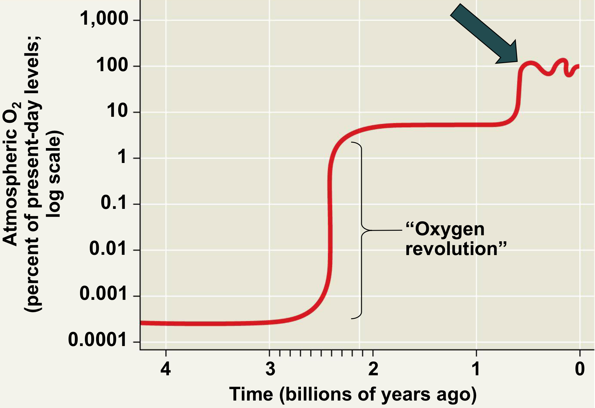 <p>Second wave of diversification occurs (based on fossil record)</p><p>-Evolution of hard bodied animals and evidence of predator-prey interactions (larger size, claws, vs. spines, body armor)</p><p>-Linked to higher atmospheric oxygen levels, ozone, CaCO3</p>