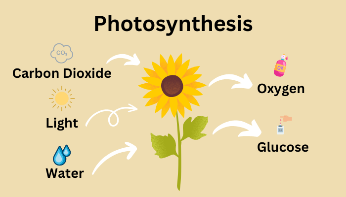 <p>carbon dioxide, water, and sunlight</p>