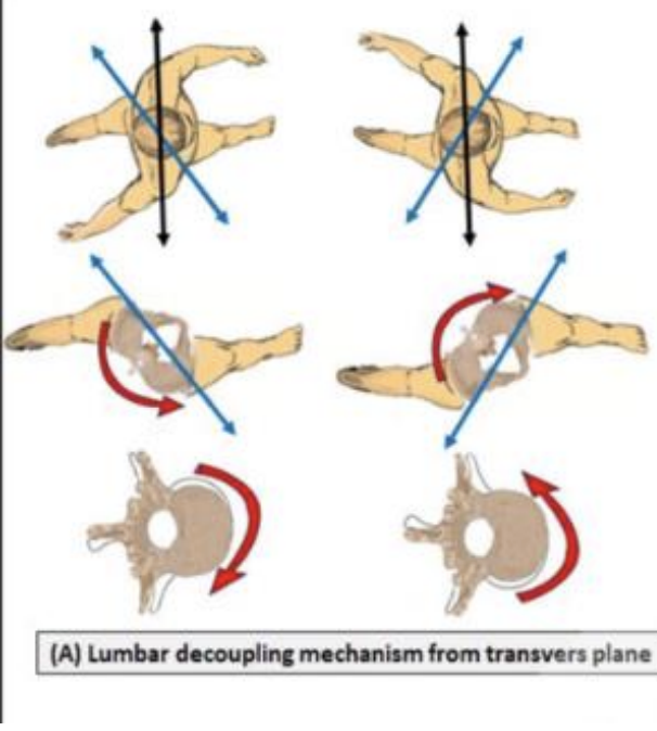 <p>the associated motion in the lumbar spine is in the opposite direction in the transverse plane </p>