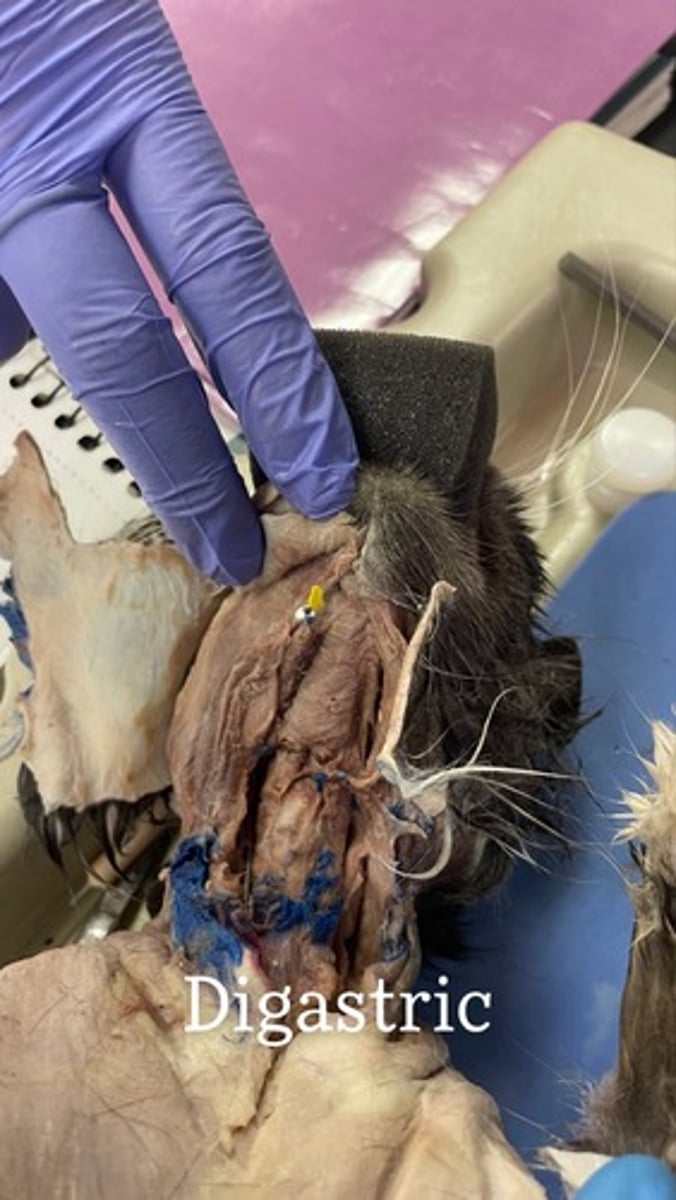 <p>origin: mastoid process (posterior belly)</p><p>insertion: mandible near midline (anterior belly)</p><p>action: depresses and retracts mandible; elevates hyoid</p>