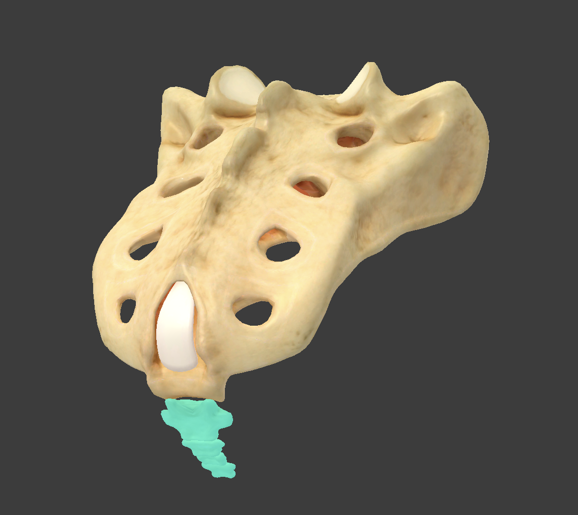 <p>what component of the caudal is this?</p>