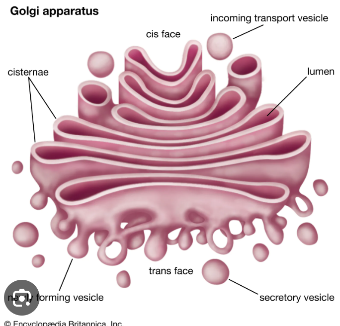 <p>transface - ships vesicles </p><p>cisface - receives vesicles </p>