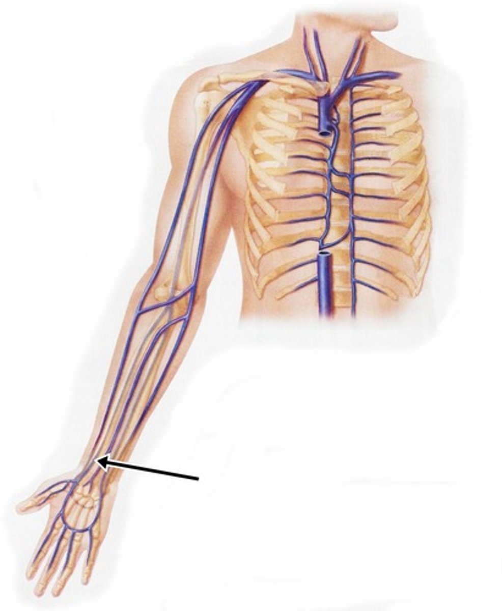 <p>Area drained: Lateral aspect of the forearm</p><p>Drains into: Brachial vein</p><p>Relationship: Located deep to the muscles on the lateral aspect of the forearm</p>