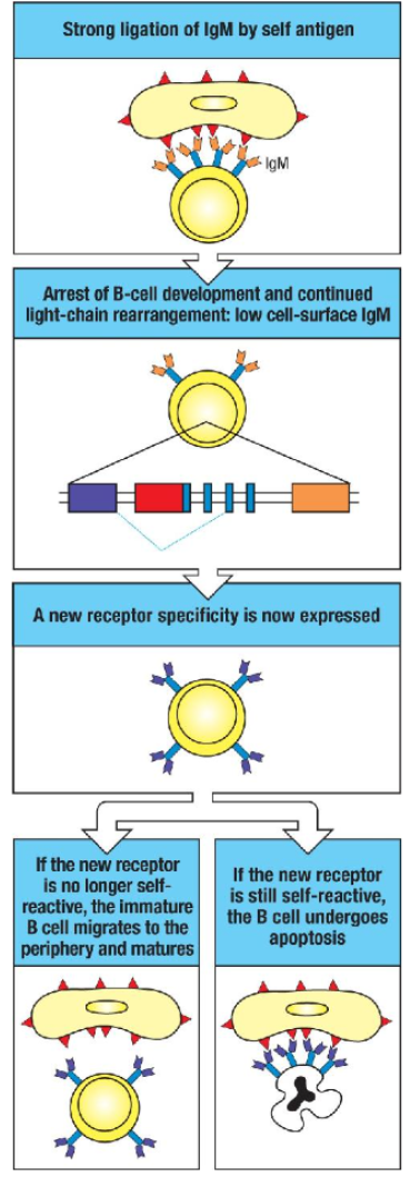 <ul><li><p><strong>Receptor Editing Trigger</strong>: Strong self-antigen cross-linking of a B cell receptor initiates receptor editing.</p></li><li><p><strong>Process Details</strong>: Surface IgM expression decreases, and RAG protein production continues, allowing further light chain rearrangement.</p></li><li><p><strong>Outcome of Editing</strong>:</p><ul><li><p><strong>Non-reactive Receptor</strong>: If the new receptor is not self-reactive, the B cell resumes normal development.</p></li><li><p><strong>Persistent Self-reactivity</strong>: If still self-reactive, the B cell may attempt additional rearrangements.</p></li></ul></li><li><p><strong>Final Fate</strong>: If self-reactivity remains after attempts, the cell undergoes apoptosis (clonal deletion), removing the autoreactive B cell.</p></li></ul><p></p>