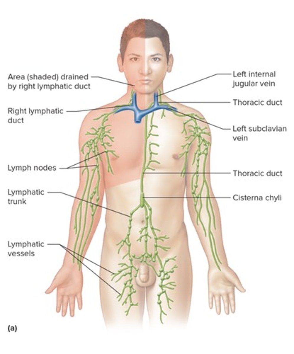 <p>- left intrgugular vein</p><p>- left subclavian vein</p>