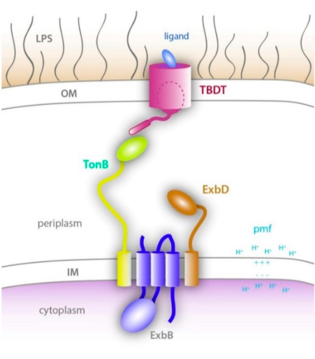 <p>How does the <strong>Ton complex</strong> interact with the TonB Dependent Transporter <strong>(TBDT)</strong> in the<strong> Outer Membrane?</strong></p>