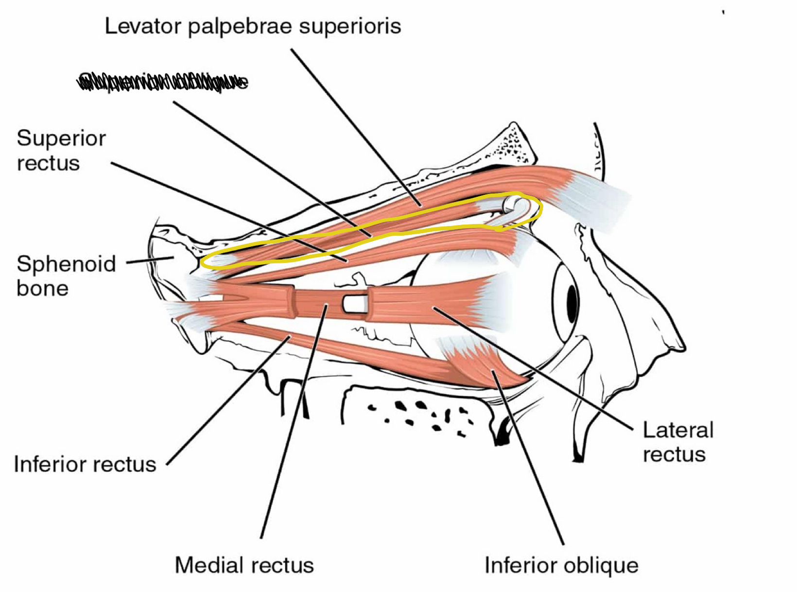 knowt flashcard image