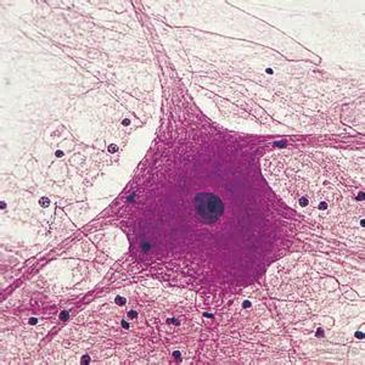 <p>Basic unit of life</p>