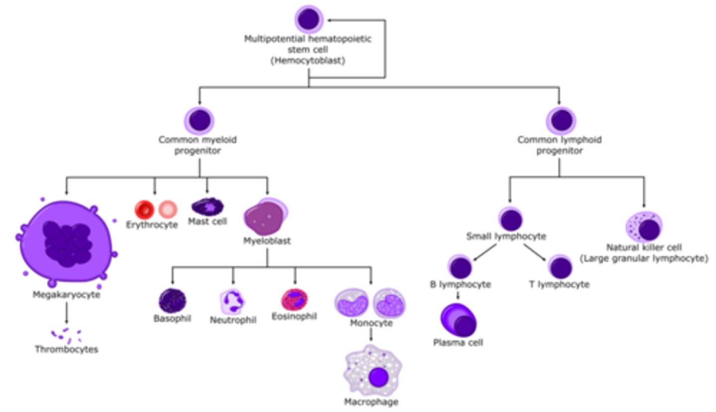 <p>• Erythropoiesis, thrombopoiesis, and leukopoiesis are all subdivisions of hematopoiesis</p><p>• Originates from Hemocytoblast (Hematopoetic Stem Cell)</p>