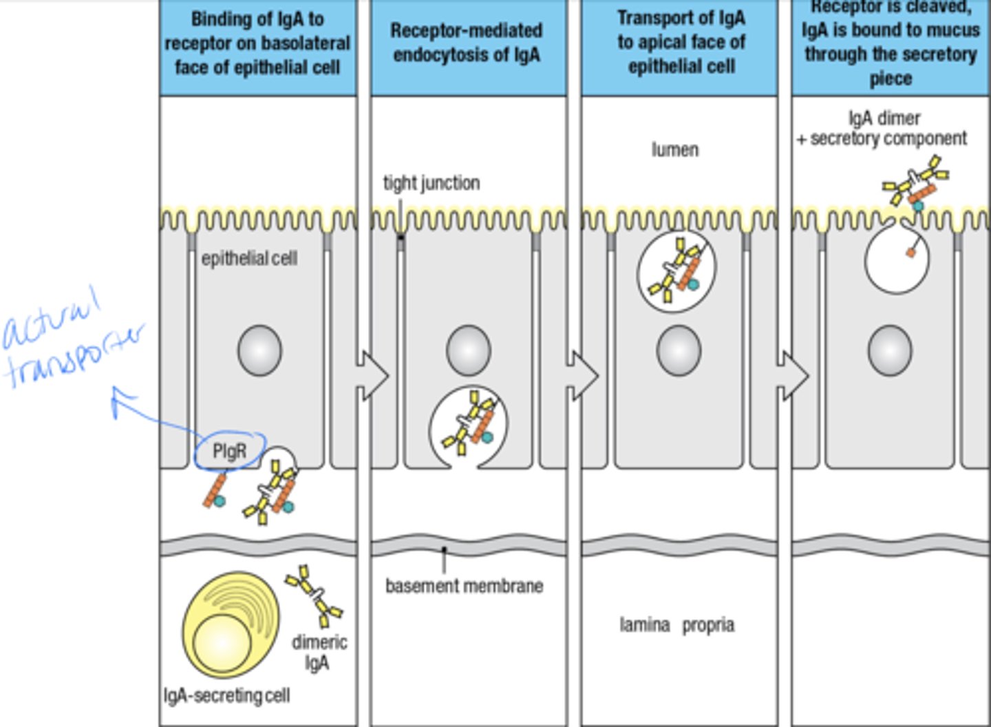 <p>1. binding of IgA to receptor on basolateral face of epithelial cell</p><p>2. Receptor mediated endocytosis of IgA</p><p>3. transport of IgA to epithelial cell</p><p>4. receptor is cleaved, IgA is bound to mucus through the secretory piece</p>