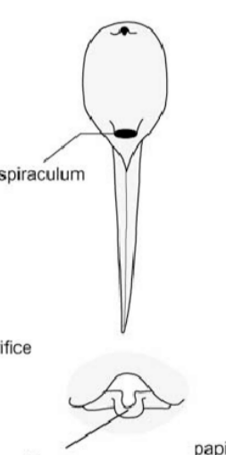 <ul><li><p><span>no keratinous mouthparts</span></p></li><li><p><span>single medial posterior spiracle</span></p></li><li><p><span> lack barbels </span></p><p></p></li><li><p><span>Microhylidae</span></p></li></ul><p></p>