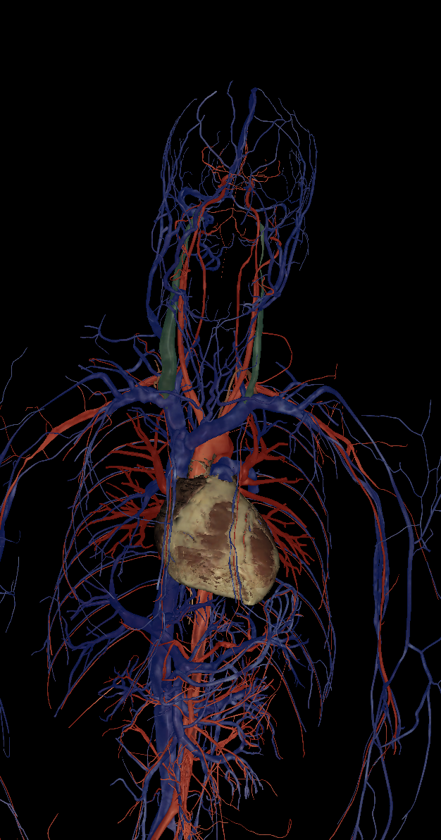 <p>Name the structure highlighted </p>