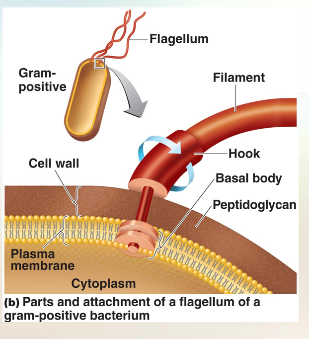 <p>Flagella </p>