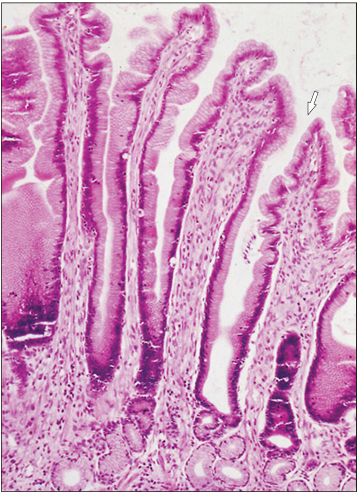 <p>Identify the structure:</p><p>Specie:</p><p>Stain used:</p>