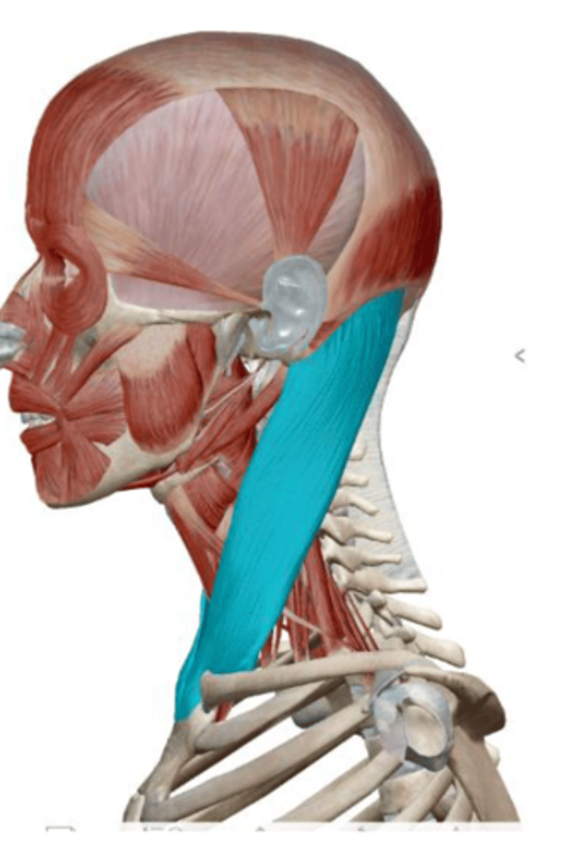 <p>together: flex cervical portion of vertebral column, extend head, and elevate sternum during forced inhalation</p><p>singly: laterally flex and rotate neck to the opposite side</p>