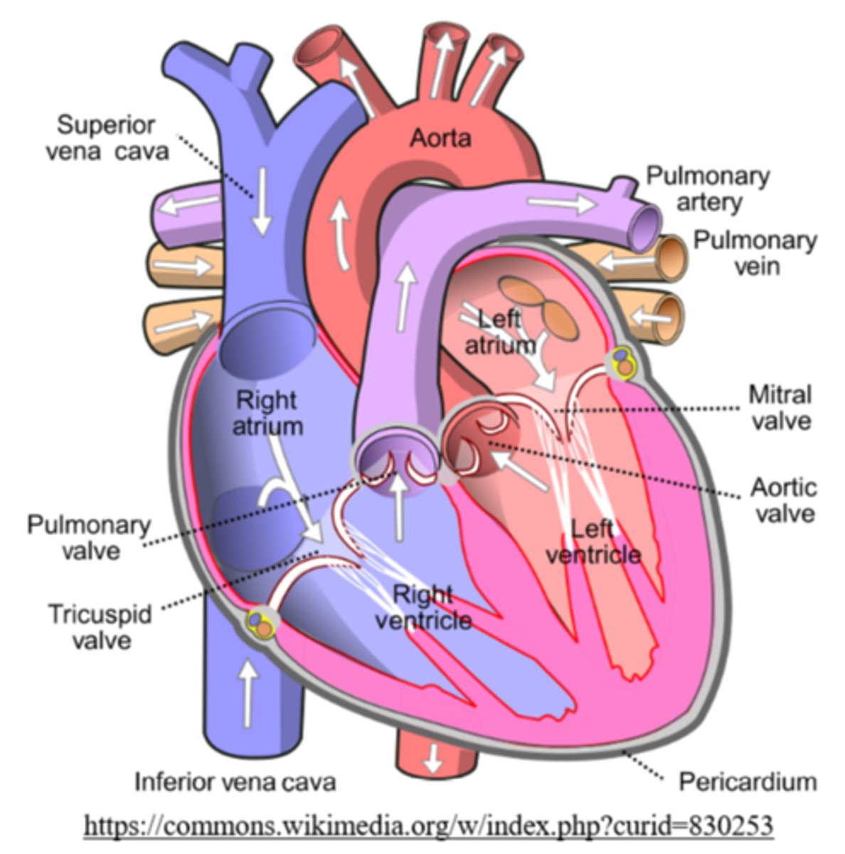 <p>aortic semilunar; aorta</p>