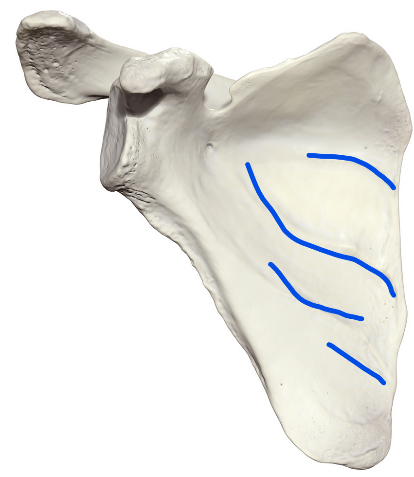 <p><span><span>Cross the subscapular fossa from superomedial to inferiolateral (parallel to scapular spine); formed by intramuscular tendons of the subscapularis muscle</span></span></p>