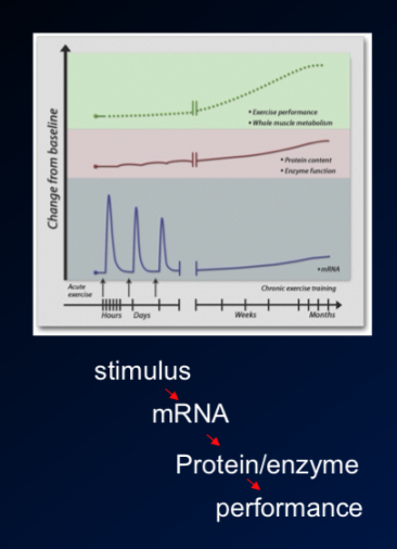 \-in this case, we have series of days of exercise, then weeks to months 

\-in acute exercise right afterwards (within hour), the RNA levels of SDH would be elevated (if untrained = bigger response) and these stay elevated for 3-4 hours 

\-there is no change in protein yet, but then RNA is gone and next day we see increase in actual SDH protein

\-then if we exercise again the next day, there is another elevation in SDH RNA levels and then subsequent elevation of the protein the day after 

\-every time we exercise, the elevation of SDH RNA levels is a bit less bc the stress is less bc we have more SDH protein to help w exercise 

\-so slowly losing this transcription of the gene of interest, bc thsi protein is elevating over time and in weeks and months you see the change in adaptation (change in performance) occur 

**-note: there is lots of time between RNA levels and actualy protein expression where we dont know the whole signalling mechanism that happens** 