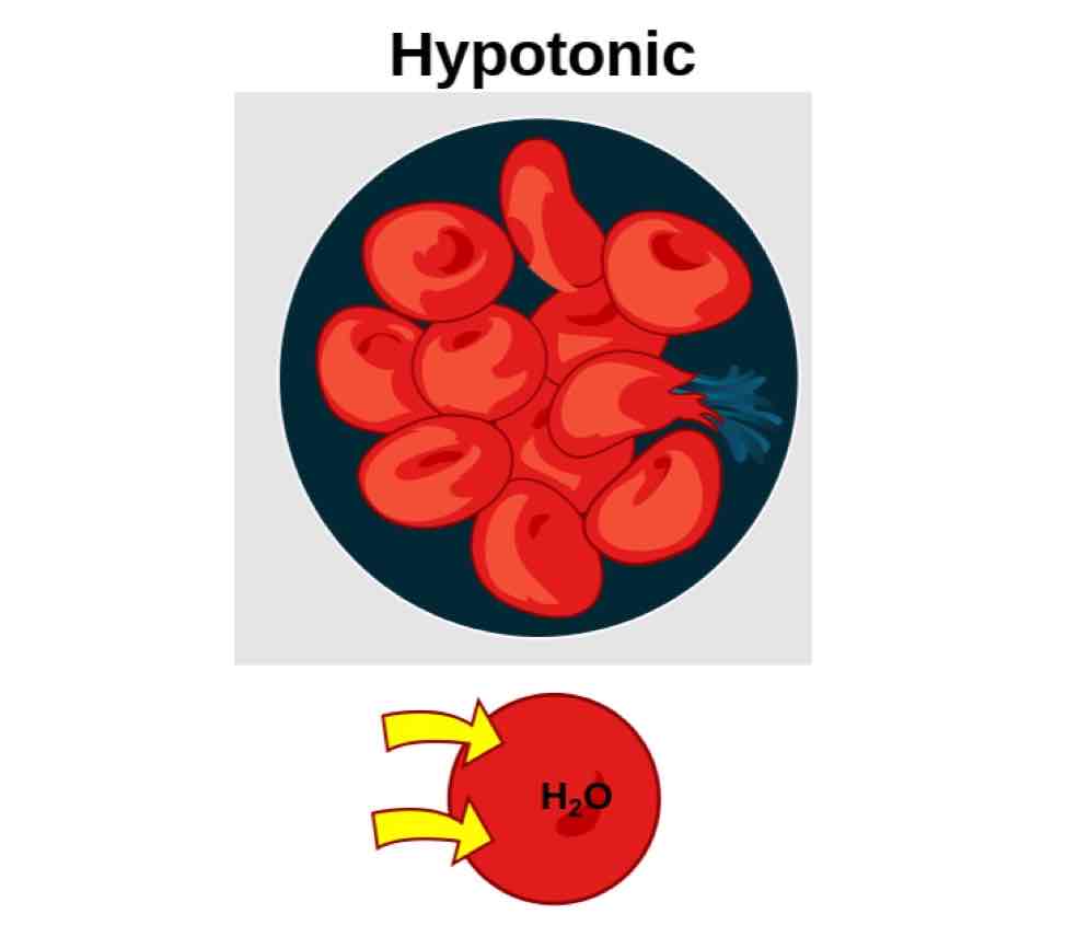 <p>A solution with less solutes than the cell, with water rushing into the cell.</p>