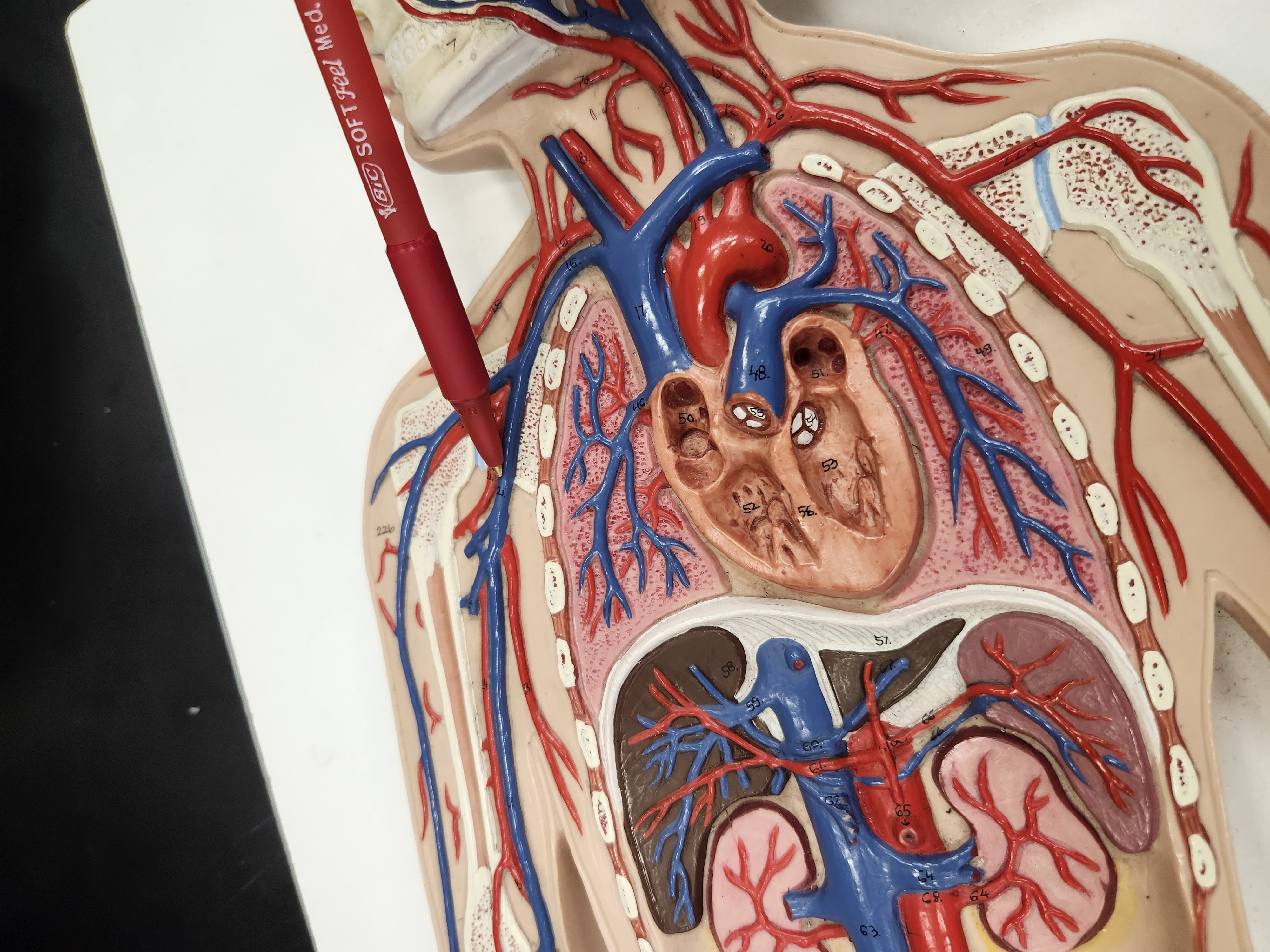 knowt flashcard image