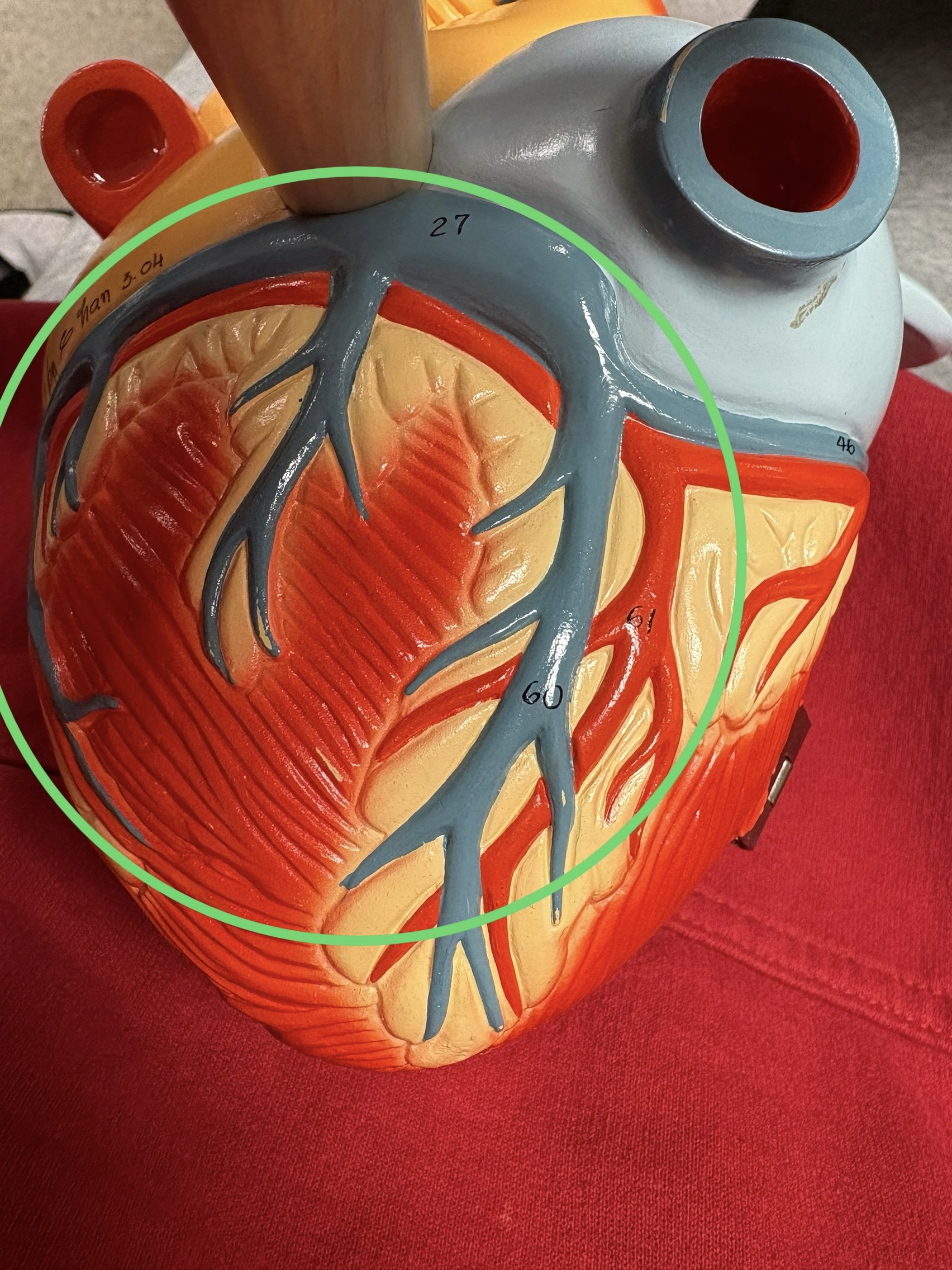 <p>deoxygenated blood from the heart</p><p>returns deoxygenated blood to RA</p>