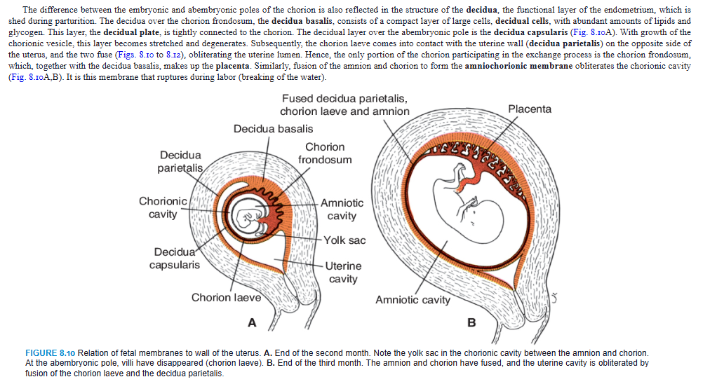 <p>The difference between the embryonic and abembryonic poles of the chorion is also reflected in the structure of the decidua, the functional layer of the endometrium, which is shed during parturition. The decidua over the chorion frondosum, the decidua basalis, consists of a compact layer of large cells, decidual cells, with abundant amounts of lipids and glycogen. This layer, the decidual plate, is tightly connected to the chorion. The decidual layer over the abembryonic pole is the decidua capsularis (Fig. 8.10A). With growth of the chorionic vesicle, this layer becomes stretched and degenerates. Subsequently, the chorion laeve comes into contact with the uterine wall (decidua parietalis) on the opposite side of the uterus, and the two fuse (Figs. 8.10 to 8.12), obliterating the uterine lumen. Hence, the only portion of the chorion participating in the exchange process is the chorion frondosum, which, together with the decidua basalis, makes up the placenta. Similarly, fusion of the amnion and chorion to form the amniochorionic membrane obliterates the chorionic cavity (Fig. 8.10A,B). It is this membrane that ruptures during labor (breaking of the water).</p>