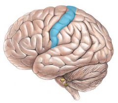 <p>directly rostral to central sulcus; contains primary motor cortex, which helps plan movements and sends motor signals to spinal cord</p>