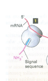 <p><span>end terminal peptide which is a signal peptide  </span></p>