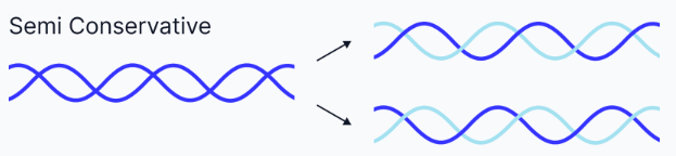 <p>Each new DNA molecule consists of one old strand and one new strand.</p>