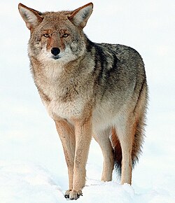 <ul><li><p>coyote</p></li><li><p>large</p></li><li><p>tan</p></li></ul><p></p>