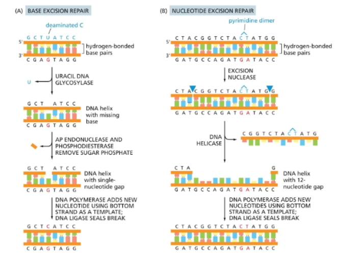 <p>Fixes a couple incorrectly placed nucleotides at a time.</p><ul><li><p>excision nuclease comes in, makes two cuts</p></li><li><p>a helicase removes a strand</p></li><li><p>polymerase comes in and fixes the strand</p></li></ul><p></p>