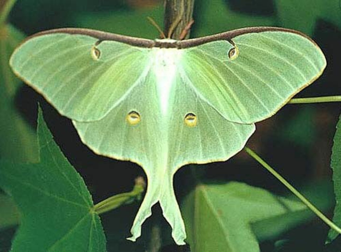 <p>Moth Family</p>