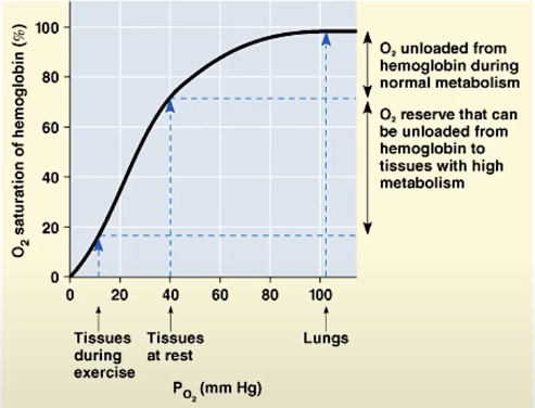 <p>x axis → oxygen pressure</p><p>y axis → oxygen saturation of hemoglobin </p><p></p><blockquote><p>more oxygen saturation = more oxygen pressure</p></blockquote>