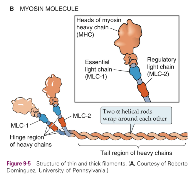 <ul><li><p>2 strengen vormen helix;</p></li><li><p>1 myosinestreng;</p><ul><li><p>1 heavy chain (MHC)</p></li><li><p>2 light chains;</p><ul><li><p>essential </p><p>(ELC / MLC1)</p></li><li><p>regulatory </p><p>(RLC / MLC2)</p></li></ul></li><li><p>koppen;</p><ul><li><p>bindingsplaatsen</p></li></ul></li></ul></li></ul><p></p>